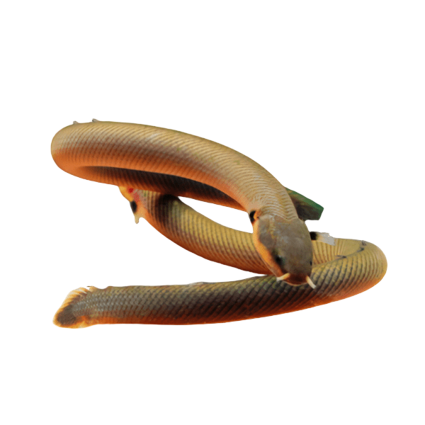 African Reed Fish Rope Fish Erpetoichthys Calabaricus 30cm