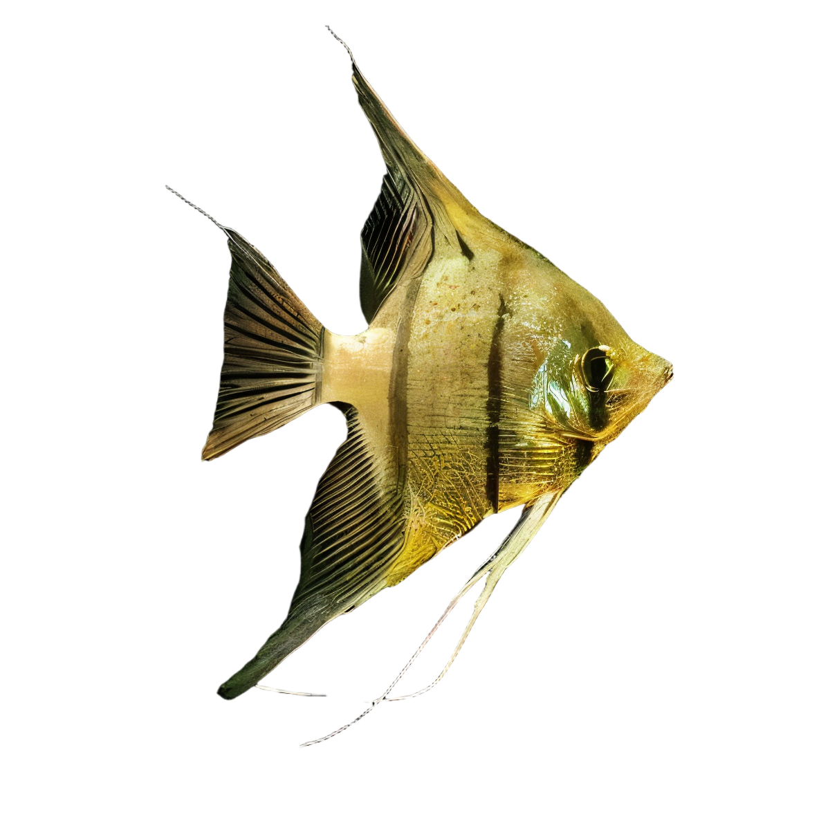 Rio Nanay Angelfish Pterophyllum Scalare 5cm