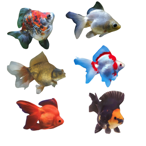 Assorted Ryukin Goldfish Carassius Auratus