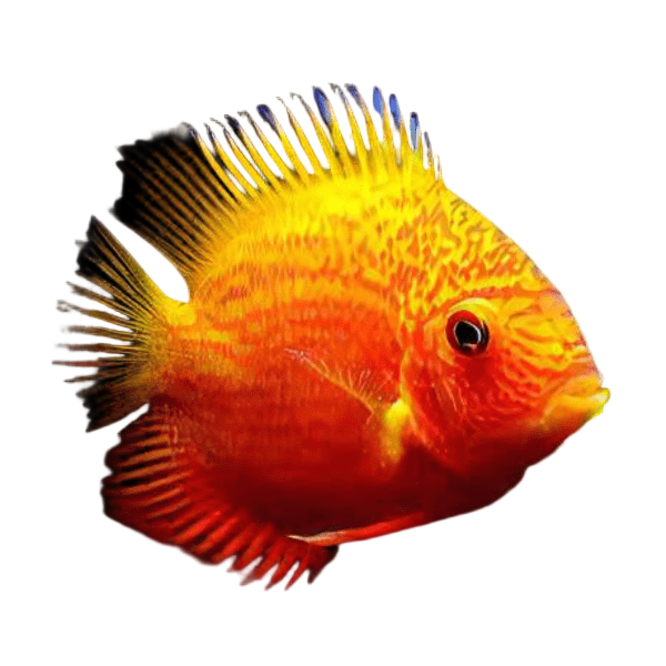 Red Spotted Gold Severum Cichlid Heros Efasciatus 5cm