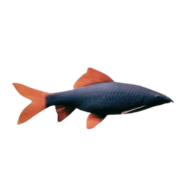 Rainbow Shark Epalzeorhynchos Frenatum 5cm