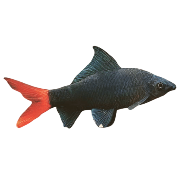Red Tailed Black Shark Labeo Bicolor 5cm