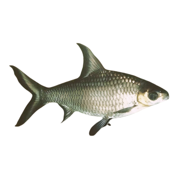 Silver Shark Balantiocheilos Melanopterus