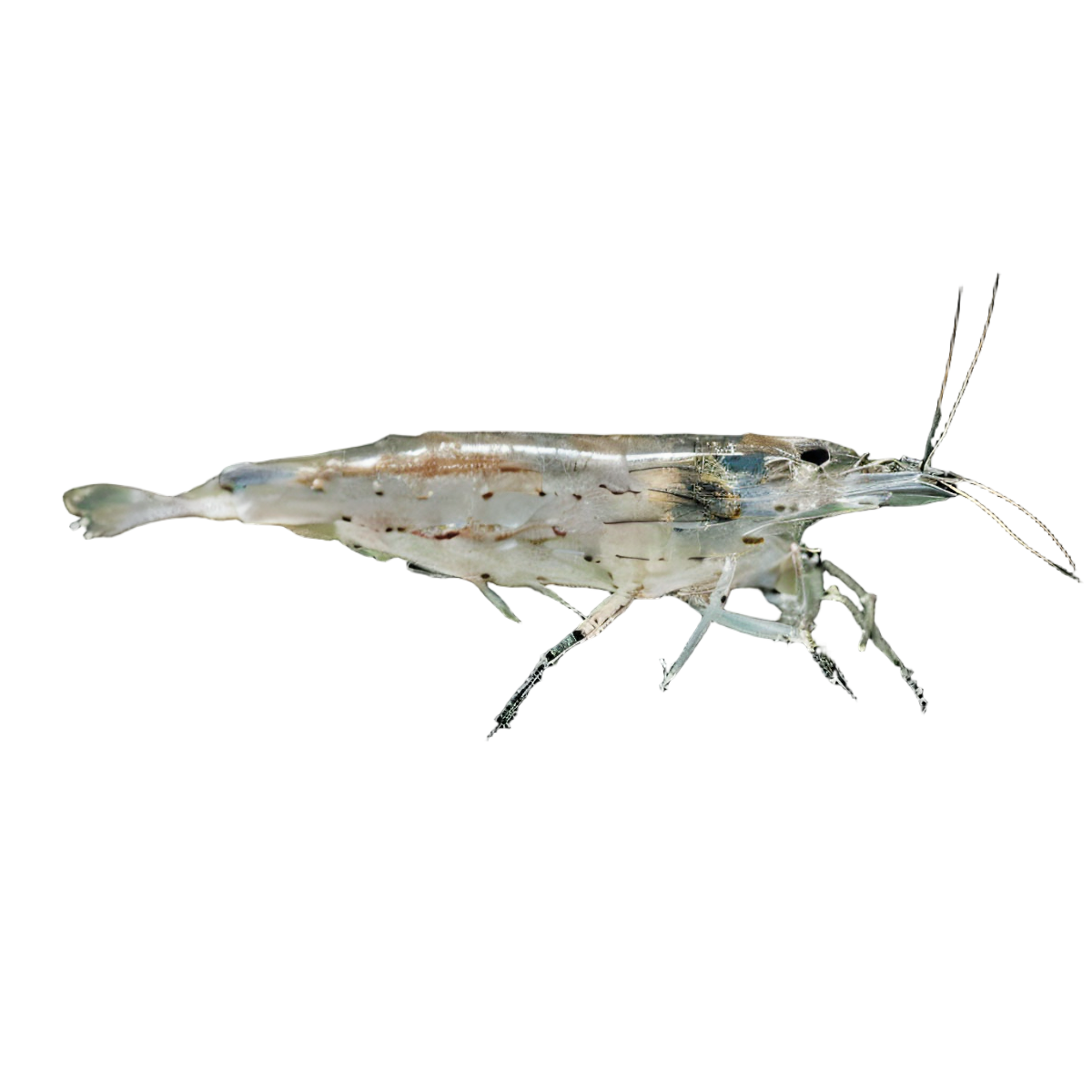 Amano Yamato Shrimp Caridina Multidentata 3cm