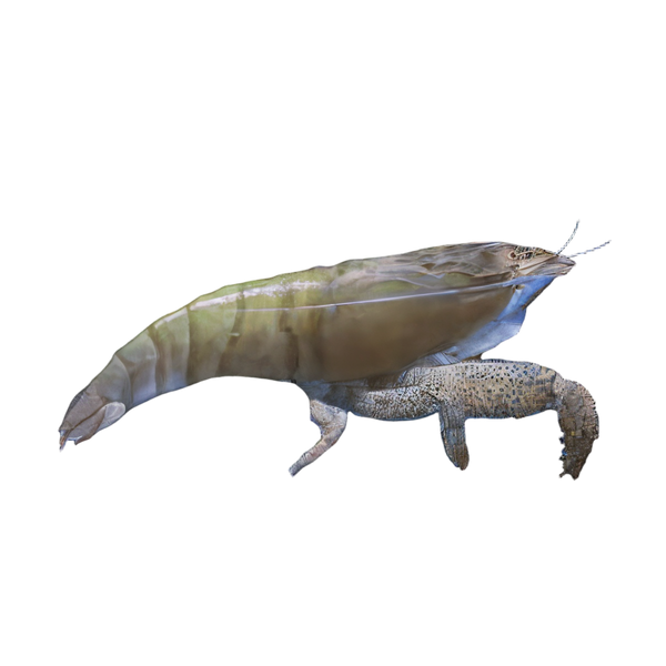 Armoured Giant Fan Camaroon Shrimp Atya Gabonensis