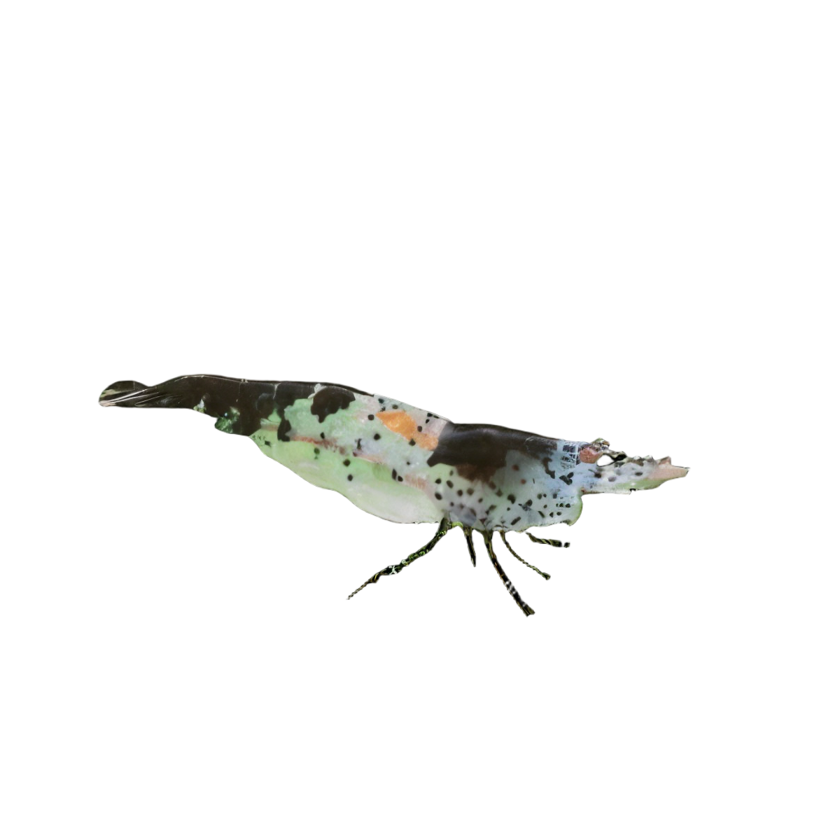 Black Rili Shrimp Neocaridina 2cm