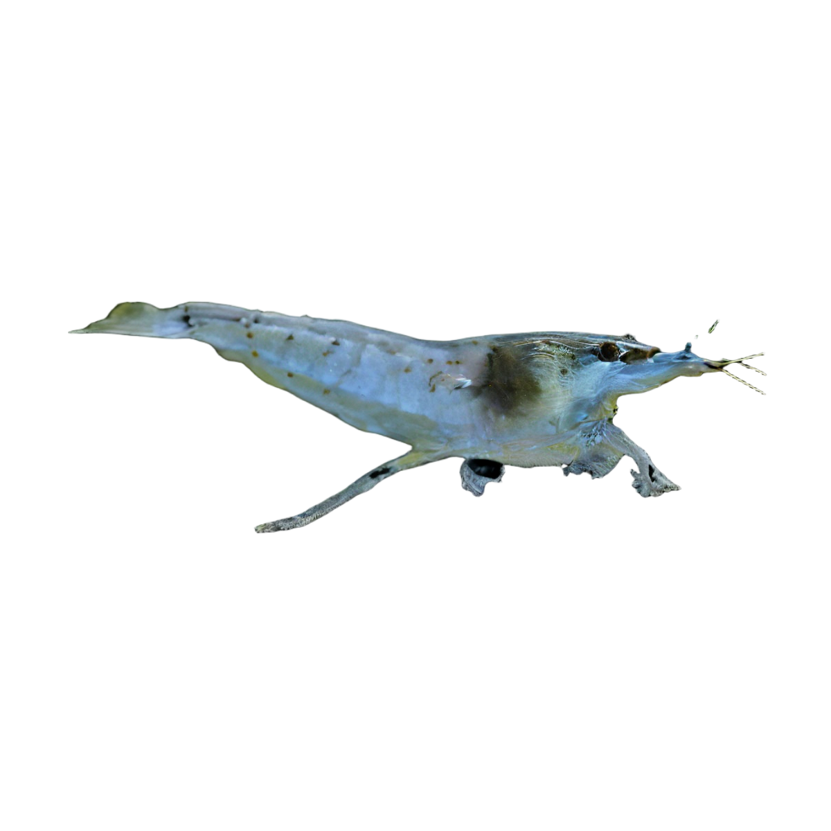 Pearl Blue Shrimp Neocaridina Zhangjiajiensis 2cm