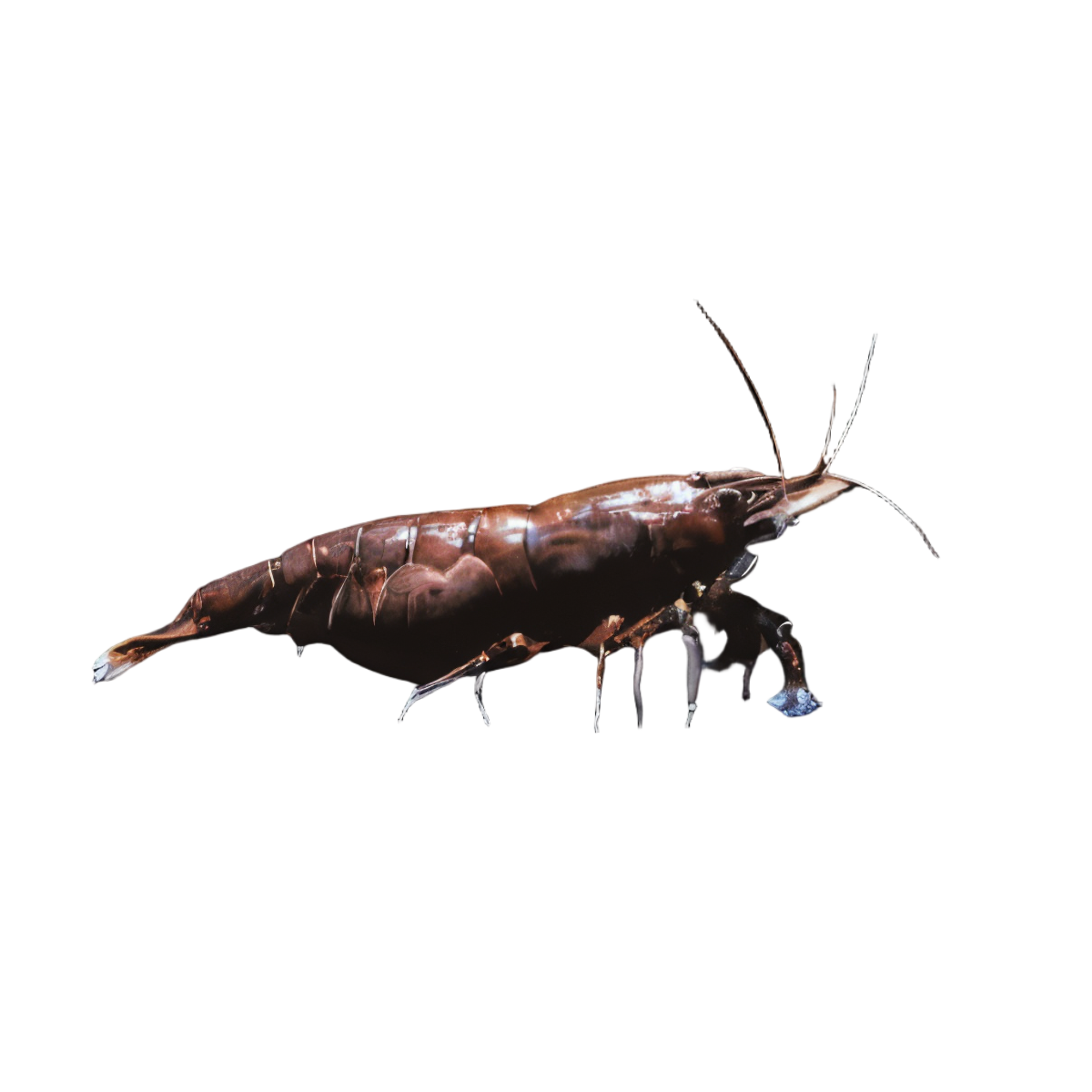 Chocolate Shrimp Neocaridina 2cm