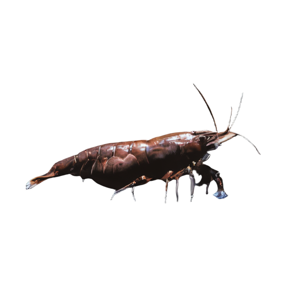 Chocolate Shrimp Neocaridina 2cm