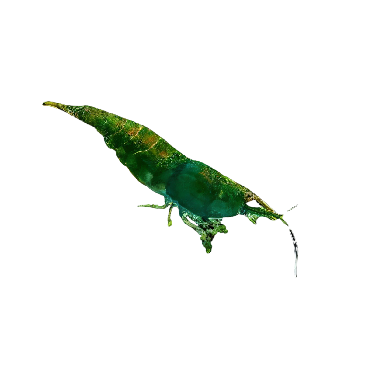 Jade Green Shrimp Neocaridina 2cm