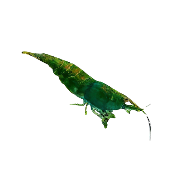 Jade Green Shrimp Neocaridina 2cm