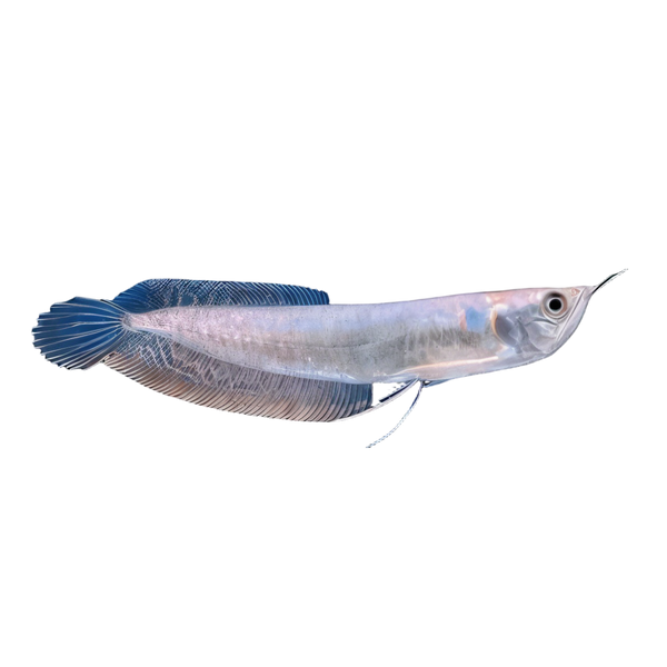 Silver Arowana Osteoglossum Bicirrhosum 10cm