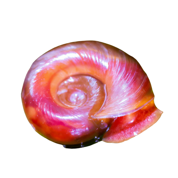 Pink Ramshorn Snail Planorbella Duryi 2cm