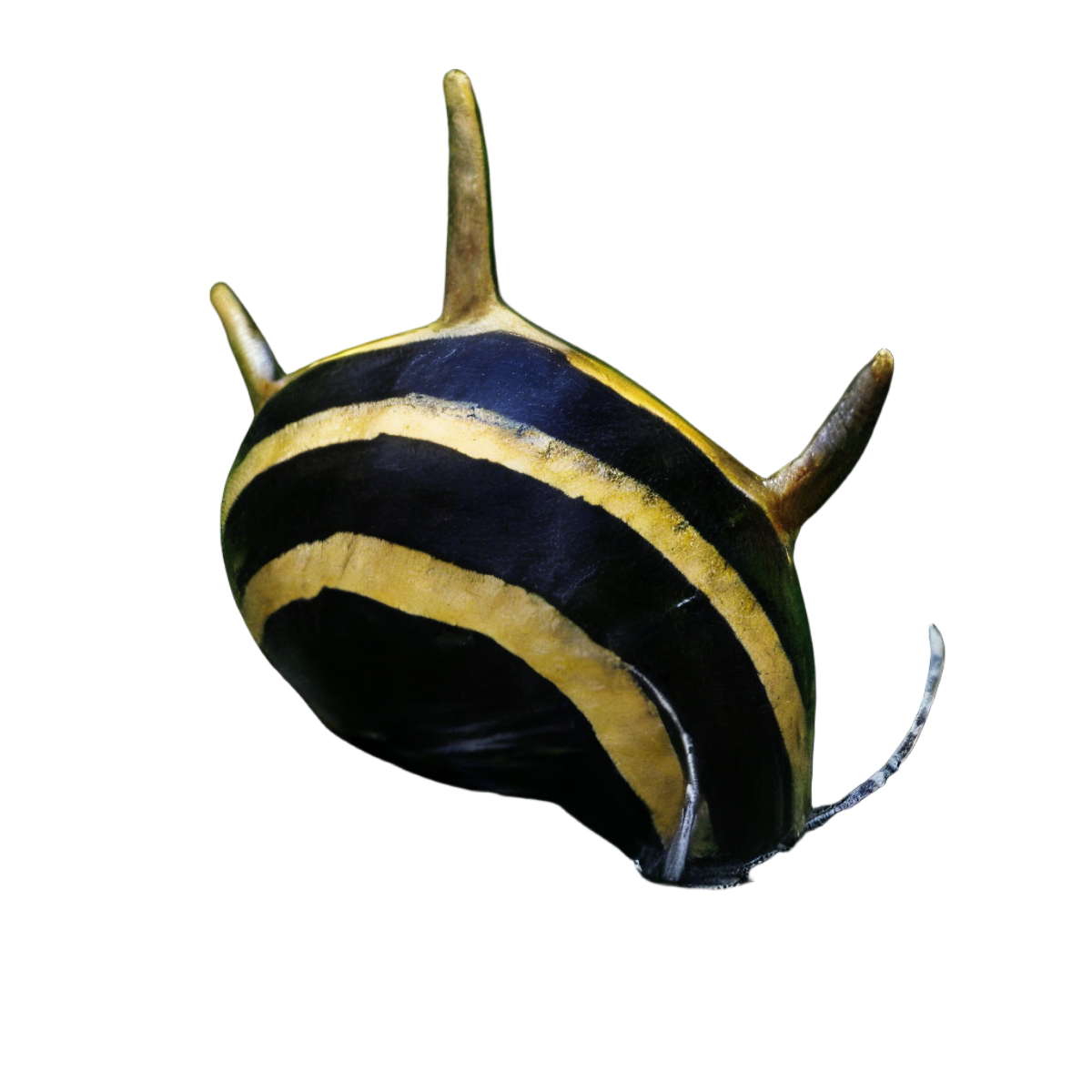 Spiky Zebra Antler Snail Clithon Diadema 2cm