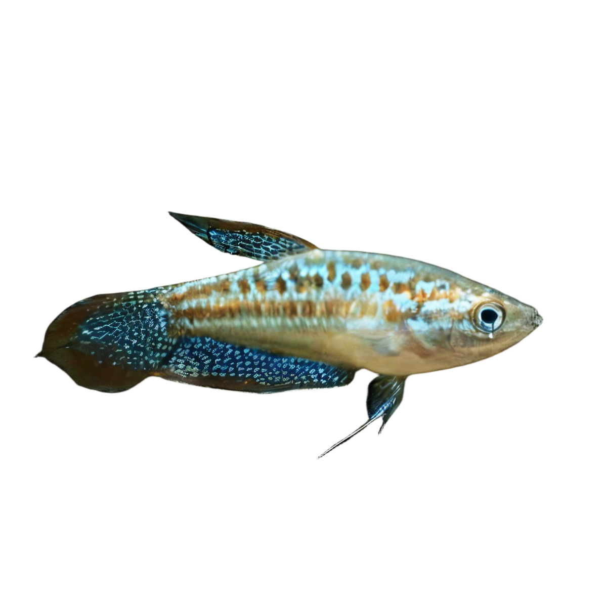 Sparkling Gourami Trichopsis Pumila 2cm