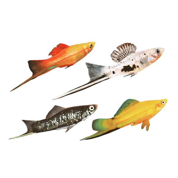 Assorted Swordtails Fish Xiphophorus Hellerii 3cm