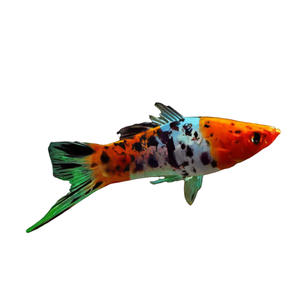 Calico Swordtail Xiphophorus Hellerii 3cm