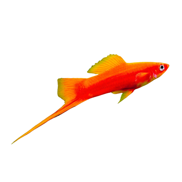 Red Swordtail Xiphophorus Hellerii 3cm