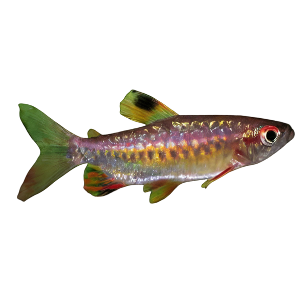 African Red Eye Tetra Arnoldichthys Spilopterus 3cm