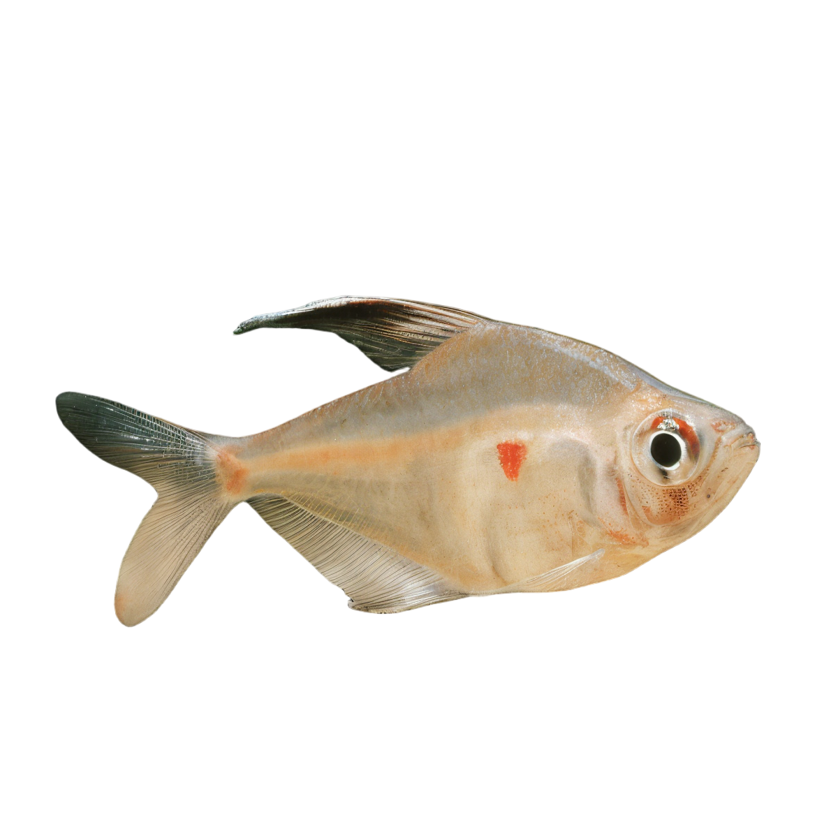 Bleeding Heart Tetra Hyphessobrycon Erythrostigma 2cm