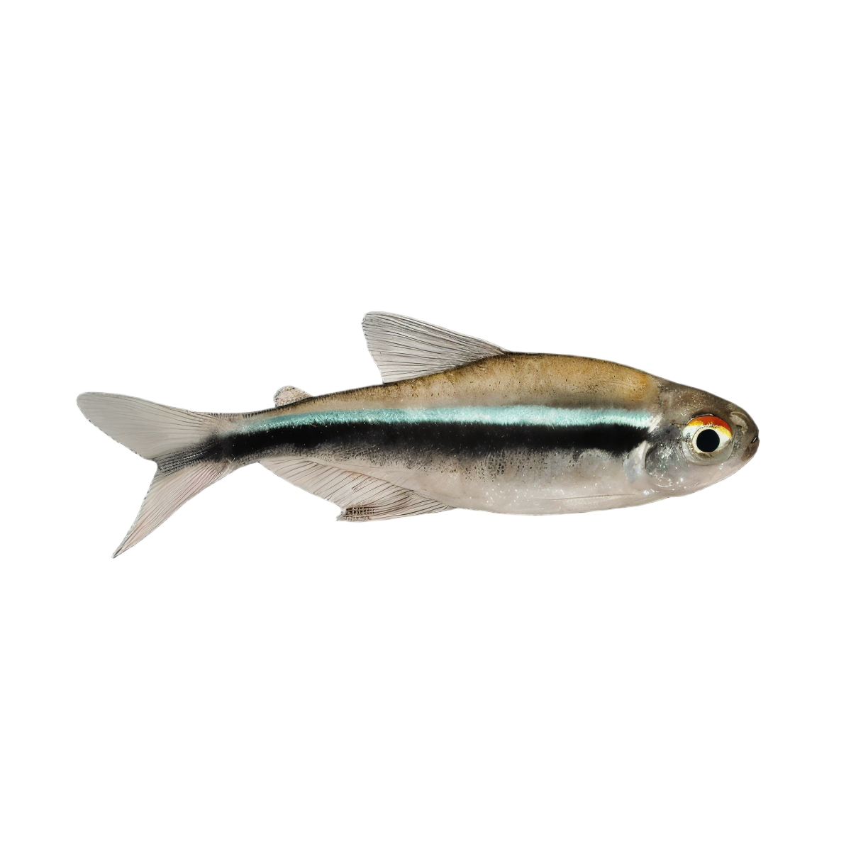 Black Neon Tetra Hyphessobrycon Herbertaxelrodi 2cm