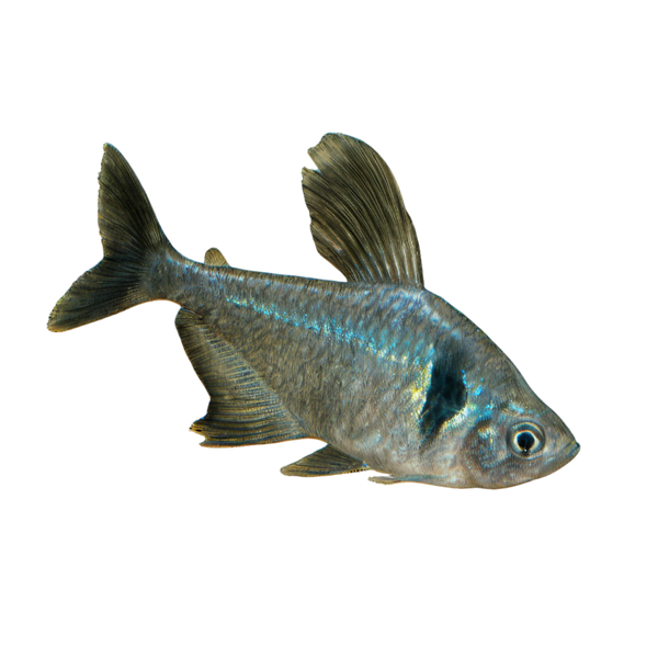 Black Phantom Tetra Hyphessobrycon Megalopterus 2cm