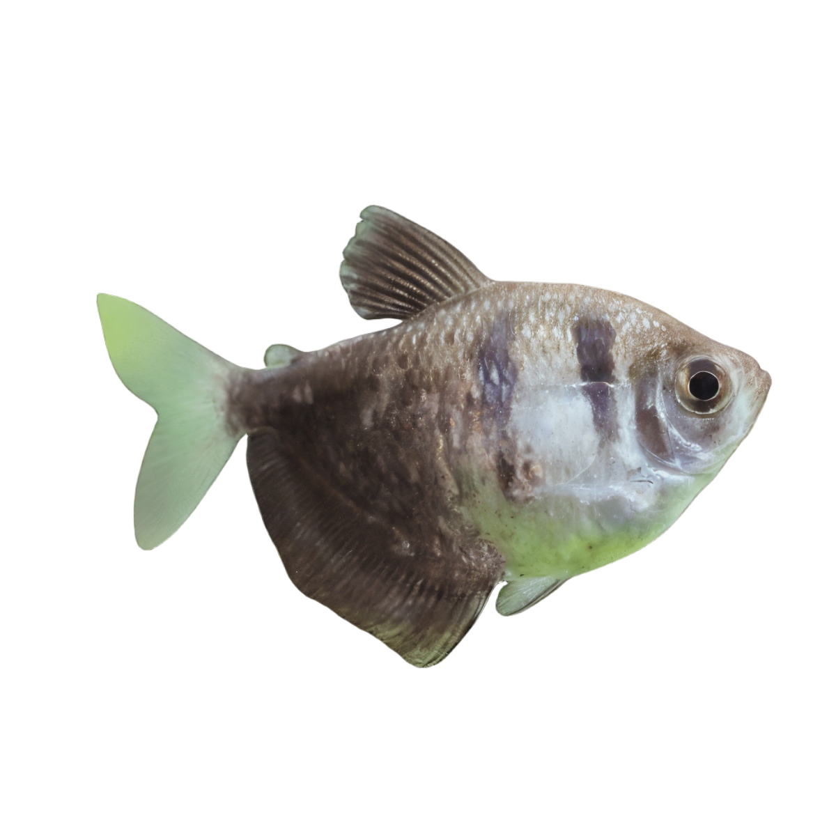 Black Widow Tetra Gymnocorymbus Ternetzi 2cm