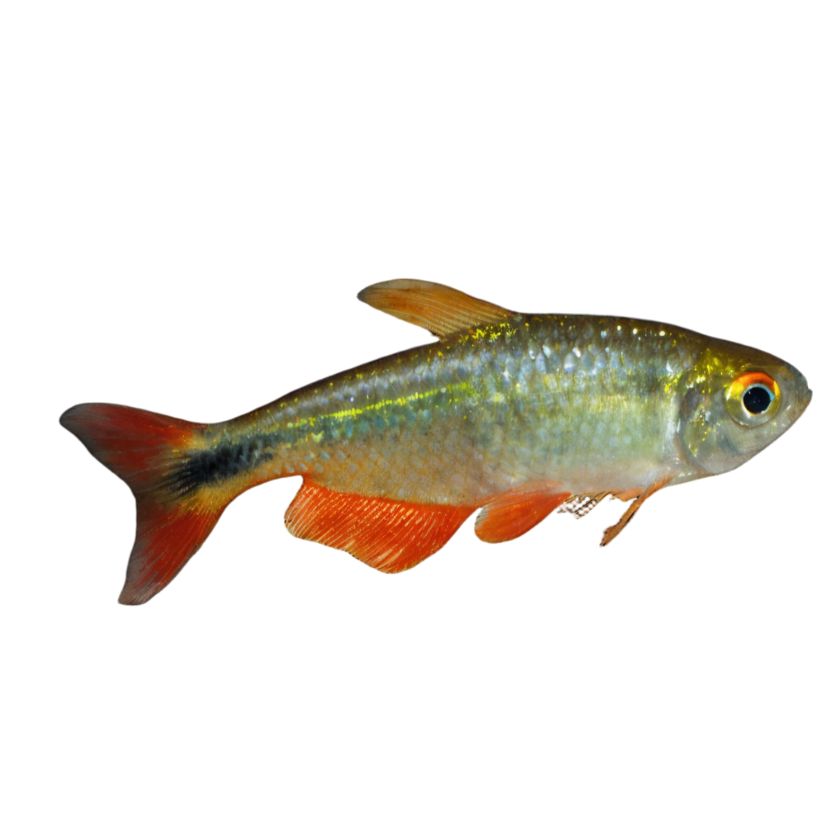 Buenos Aires Hyphessobrycon Anisitsi 2cm