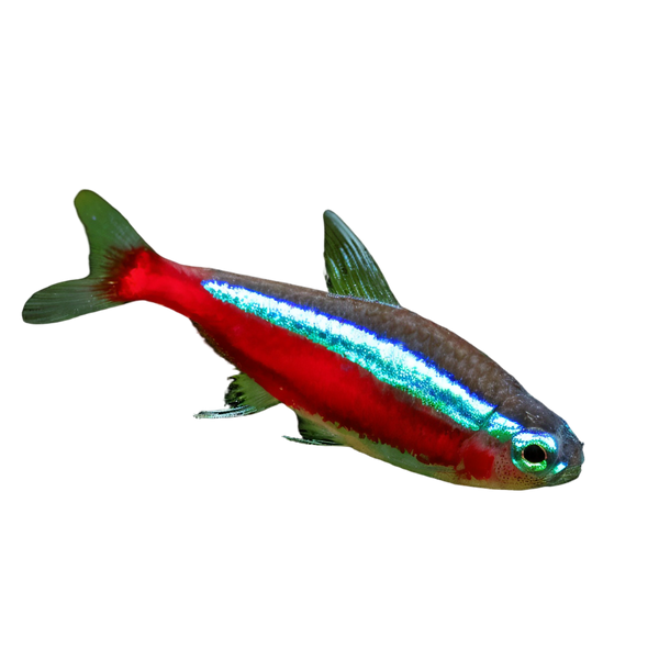 Cardinal Tetra Paracheirodon Axelrodi 2cm