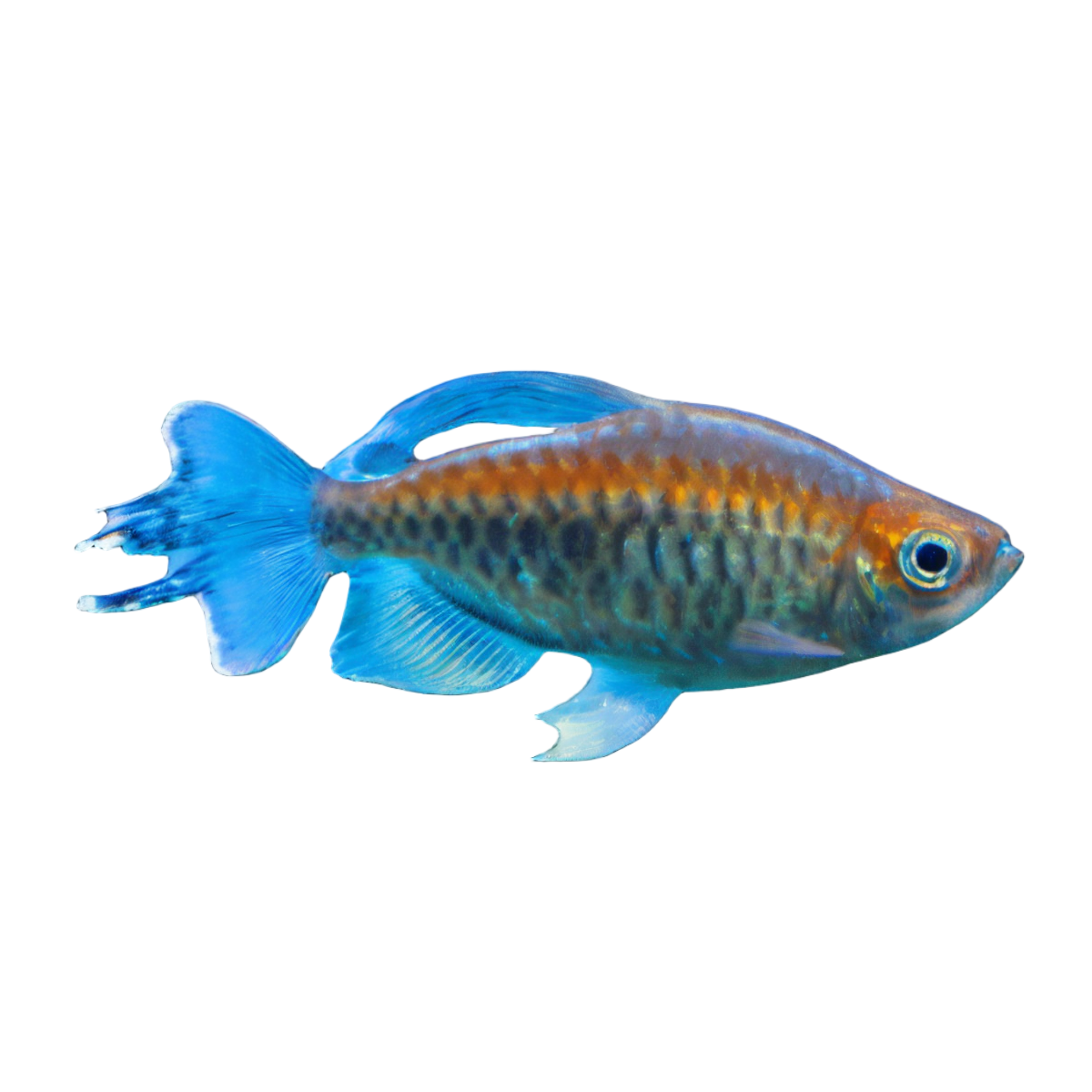 Congo Tetra Phenacogrammus Interruptus 4cm