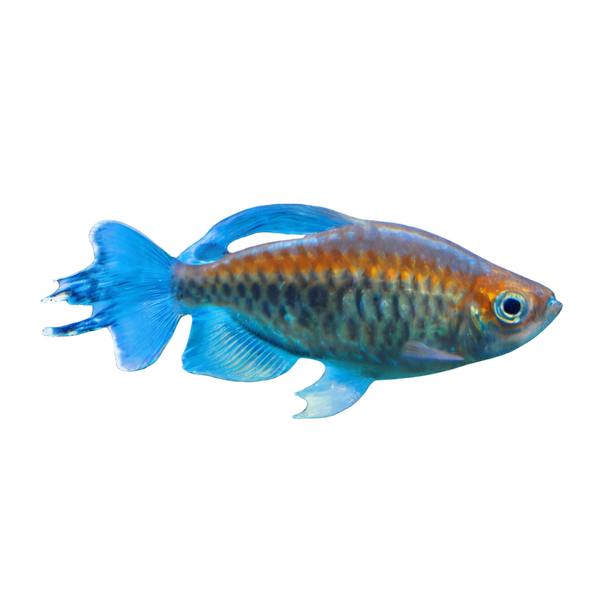 Congo Tetra Phenacogrammus Interruptus 4cm