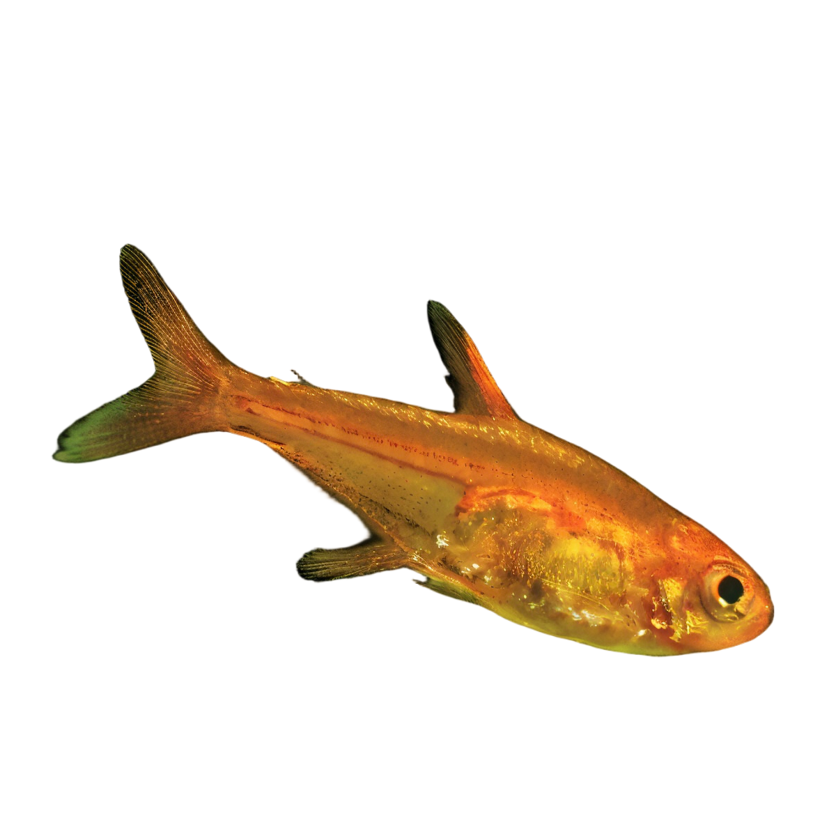 Ember Fire Tetra Hyphessobrycon Amandae 2cm