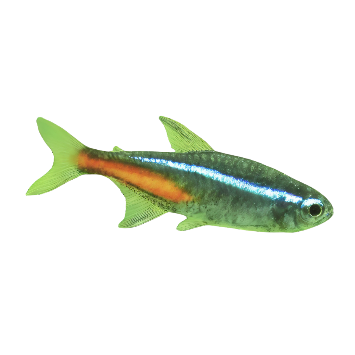 Neon Green Tetra Paracheirodon Simulans 2cm