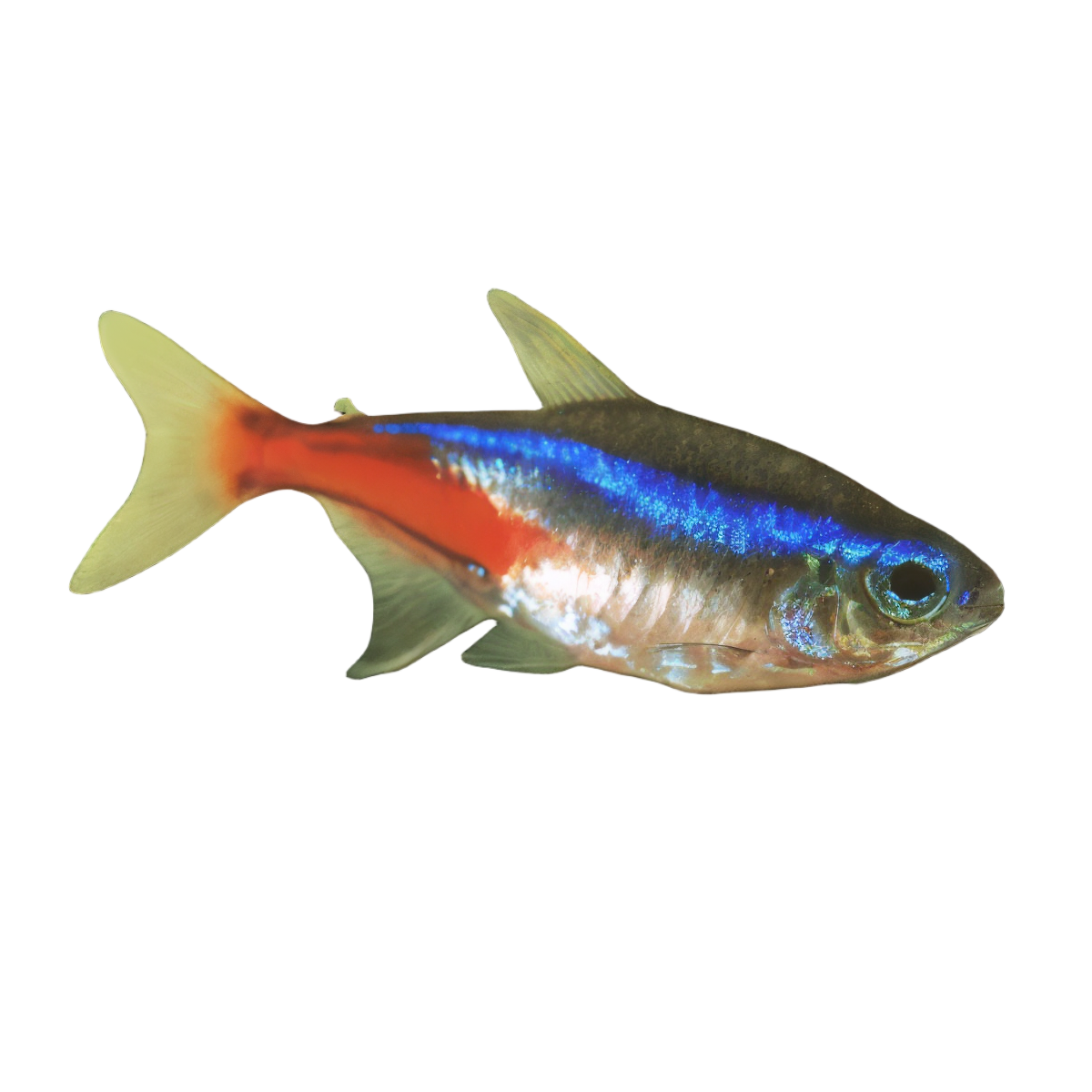 Neon Tetra Paracheirodon Innesi 2cm