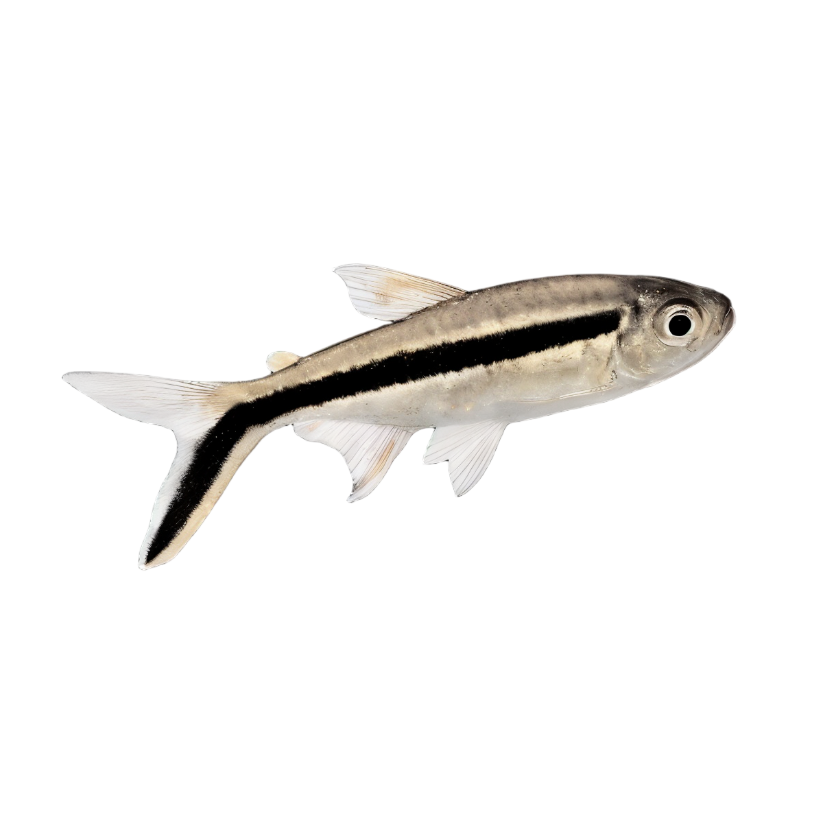 Penguin Tetra Thayeria Boehlkei 2cm