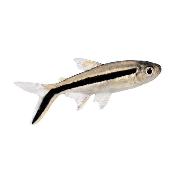 Penguin Tetra Thayeria Boehlkei 2cm