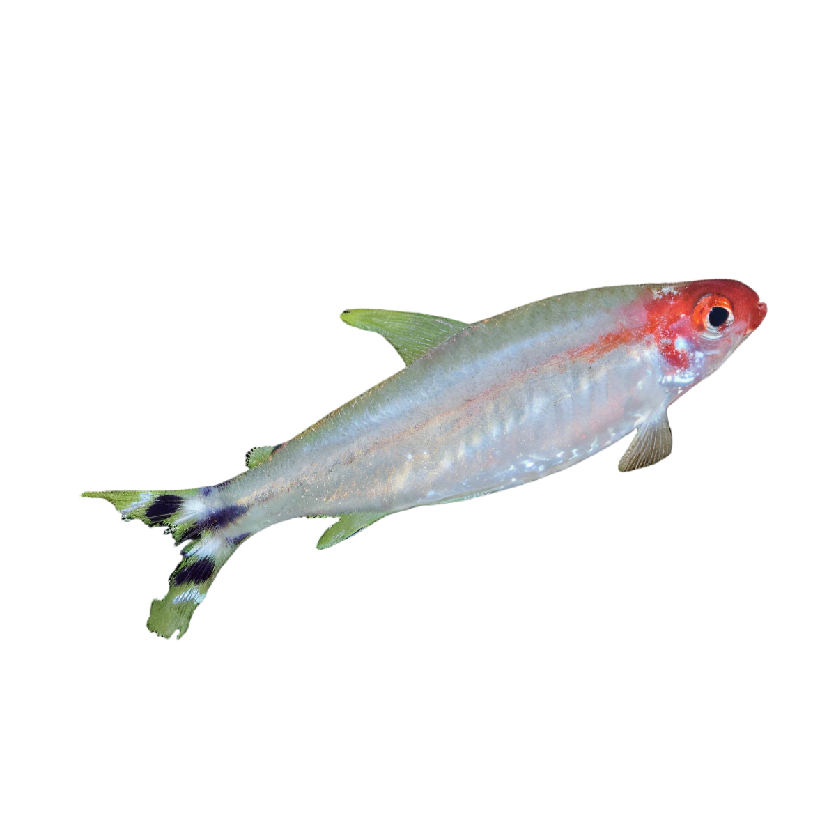 Platinum Diamond Rummy Nose Tetra Hemigrammus Rhodostomus 2cm