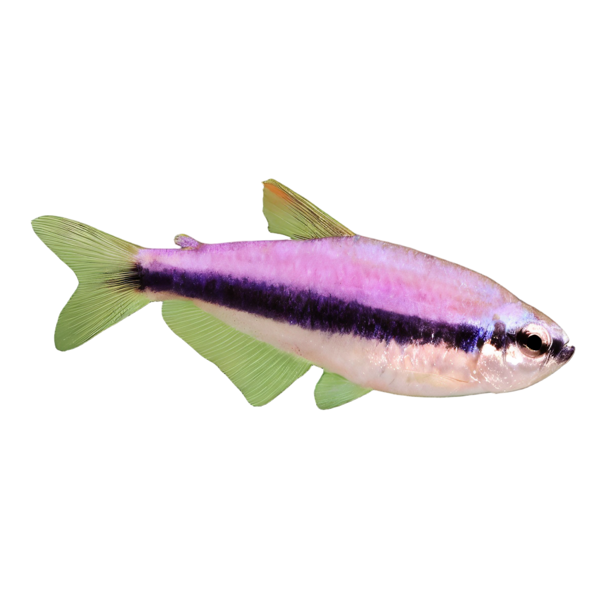 Purple Emperor Tetra Nematobrycon Palmeri 2cm