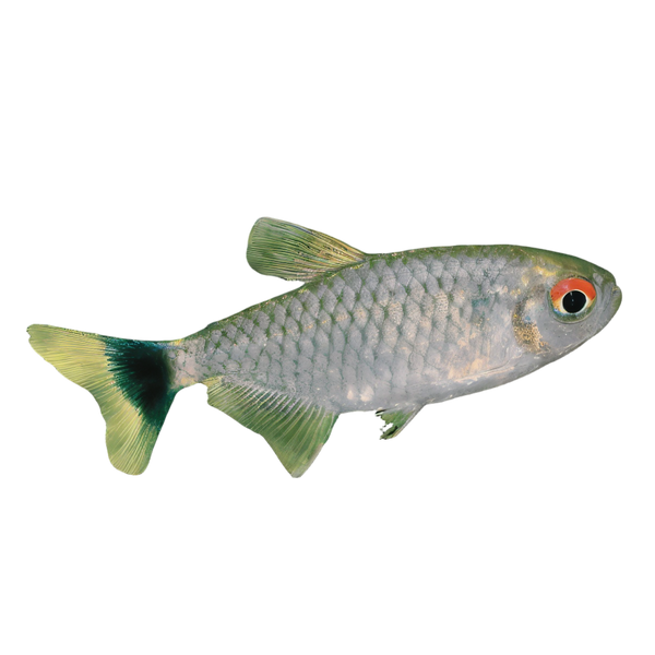 Red Eye Tetra Moenkhausia Sanctaefilomenae 2cm