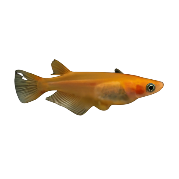 Red Rice Fish Tetra Oryzias Latipes 3cm