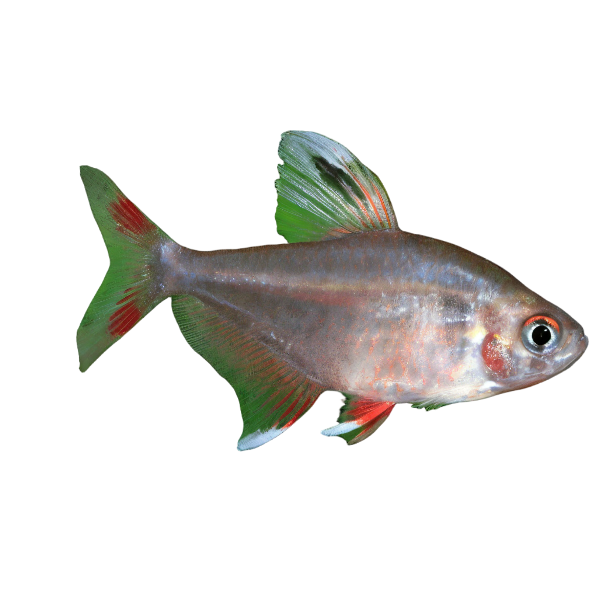 Rosy Tetra Hyphessobrycon Rosaceus 2cm
