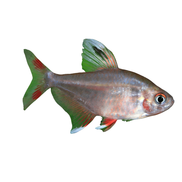 Rosy Tetra Hyphessobrycon Rosaceus 2cm