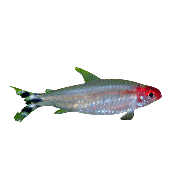 Rummy Nose Tetra Hemigrammus Rhodostomus 2cm