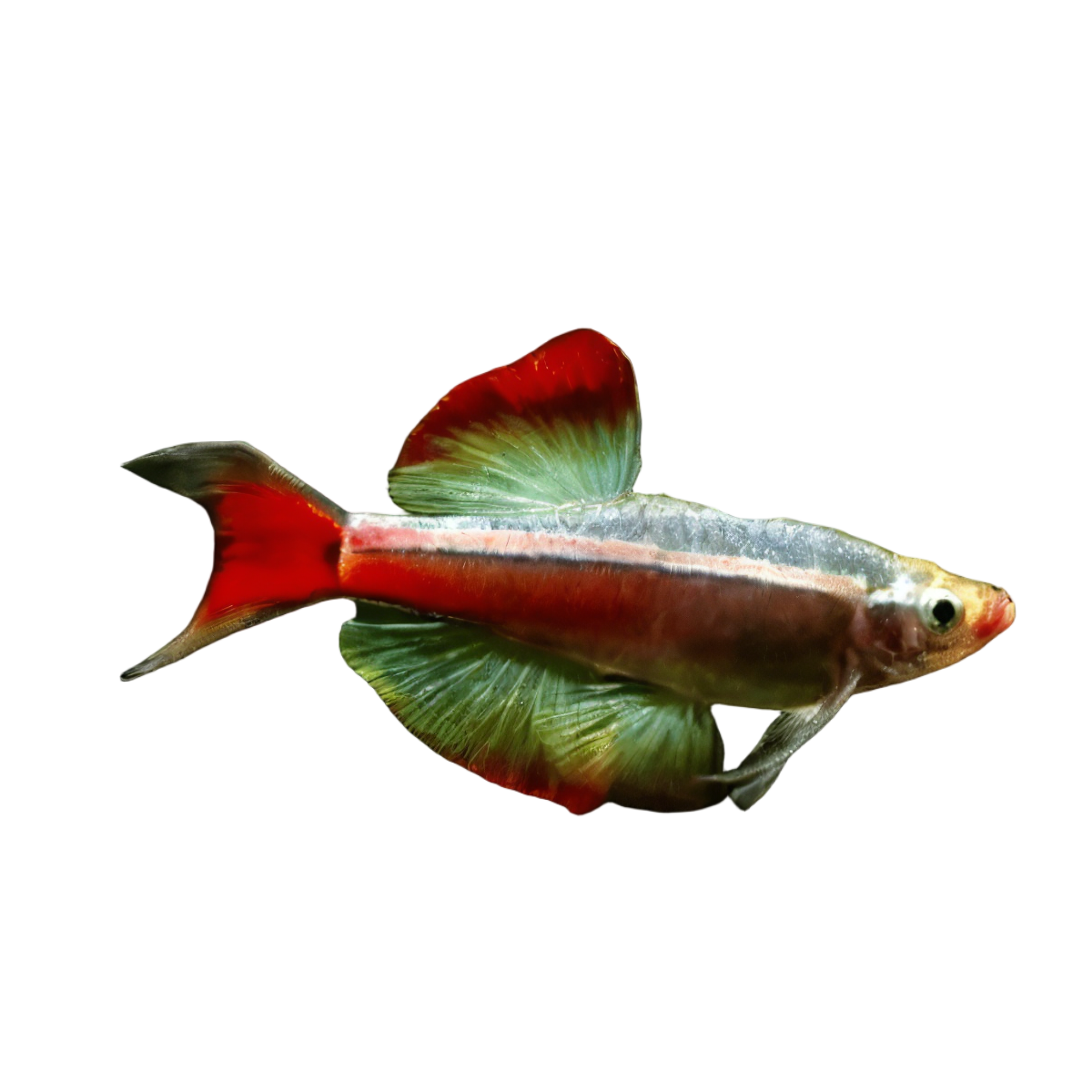 Long Fin White Cloud Mountain Minnow Tanichthys Albonubes 3cm