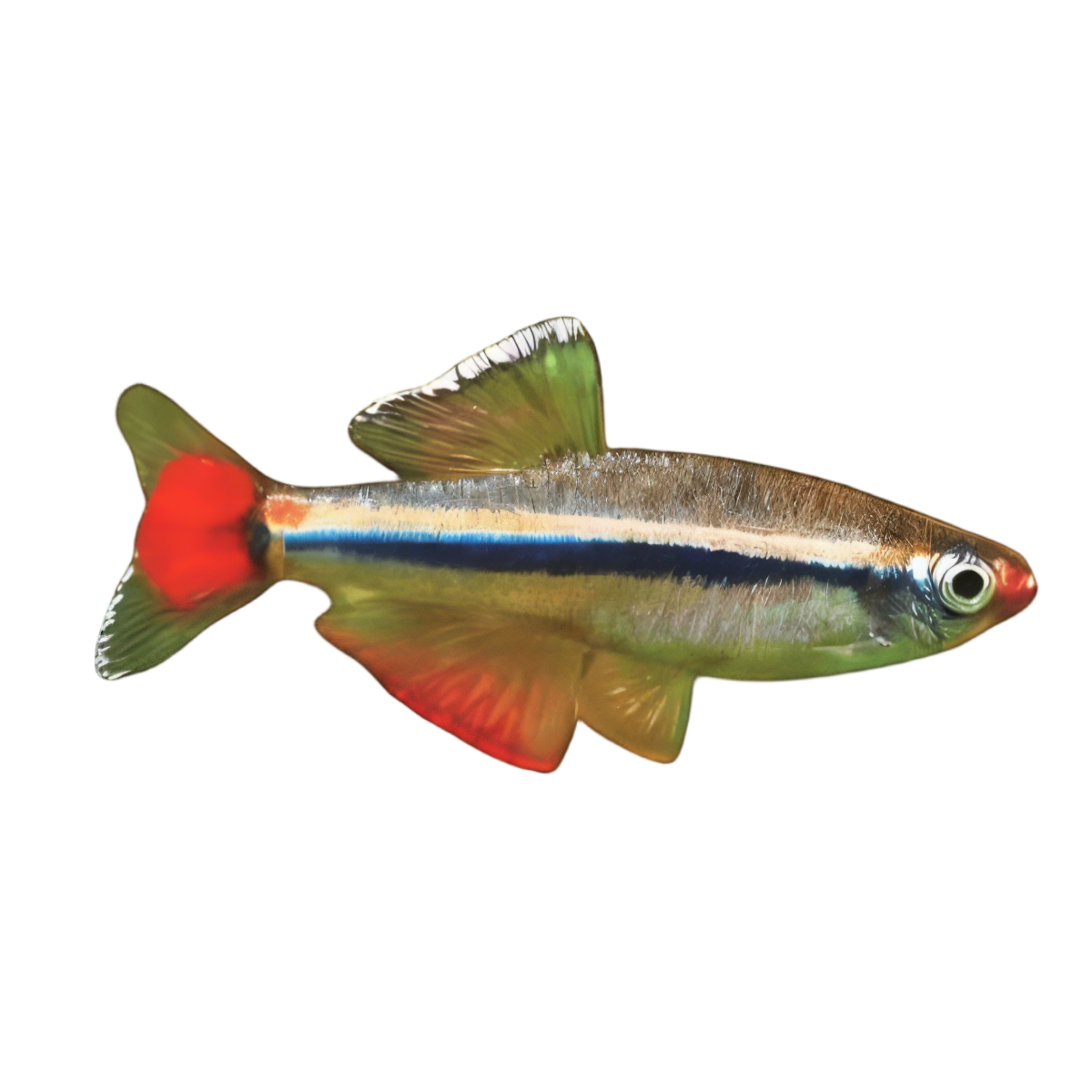 White Cloud Mountain Minnow Tanichthys Albonubes 3cm