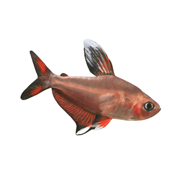 Ornate White Fin Bentosi Tetra Hyphessobrycon Bentosi 2cm
