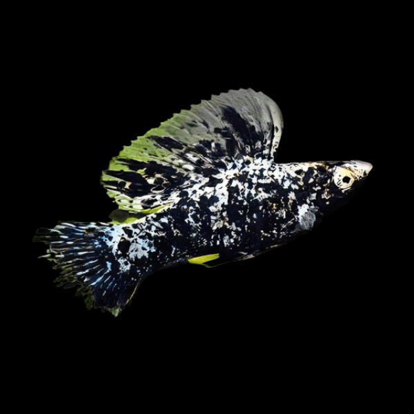 Sailfin Marble Molly Poecilia Sphenops 3cm