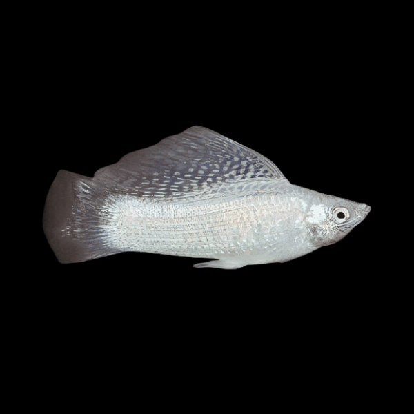 Sailfin Silver Molly Poecilia Sphenops 3cm