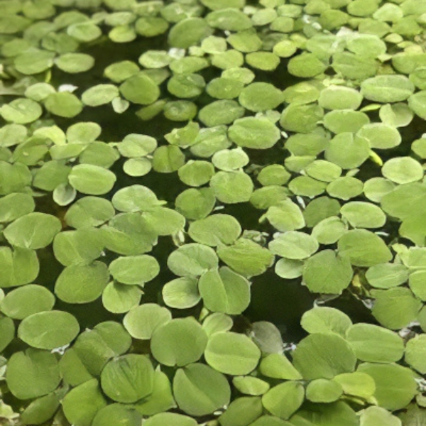 Five Portions of Plants Floating Watermoss Plant Salvinia Natans