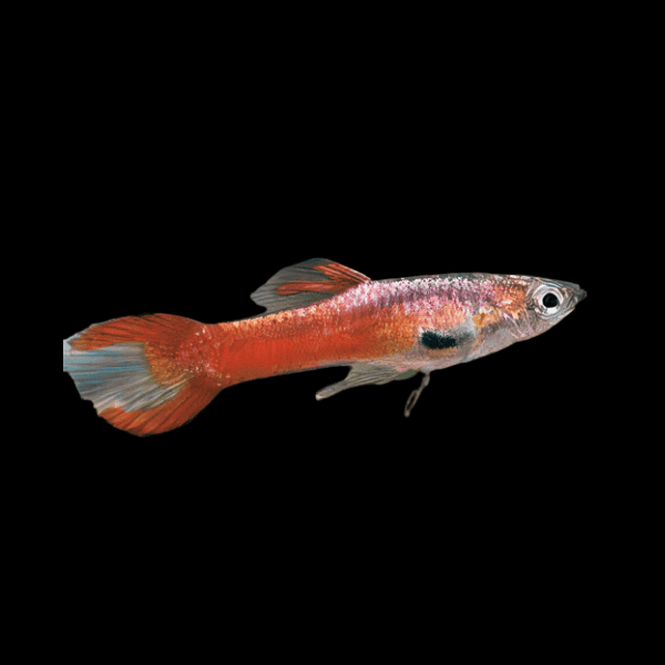 Scarlet Male Red Endler Guppy Fish Poecilia Wingei 3cm